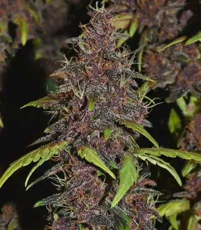 Purple Lemonade Fast Feminised Seeds