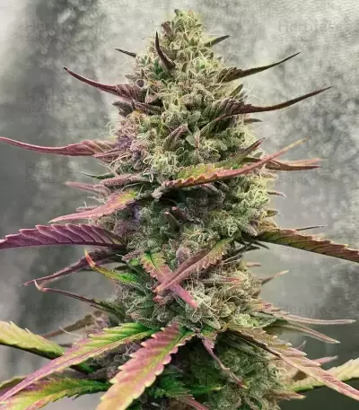 Strawberry Pie Auto Feminised Seeds