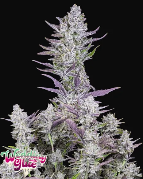 Wedding Glue Auto Feminised Seeds