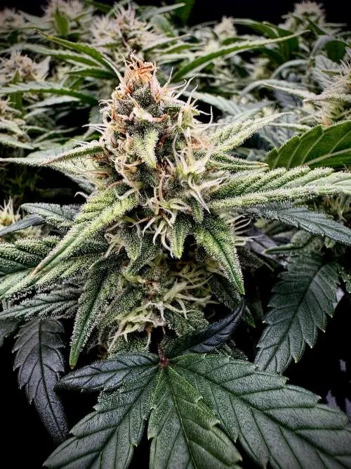 Sour Jealousy Auto Feminised Seeds