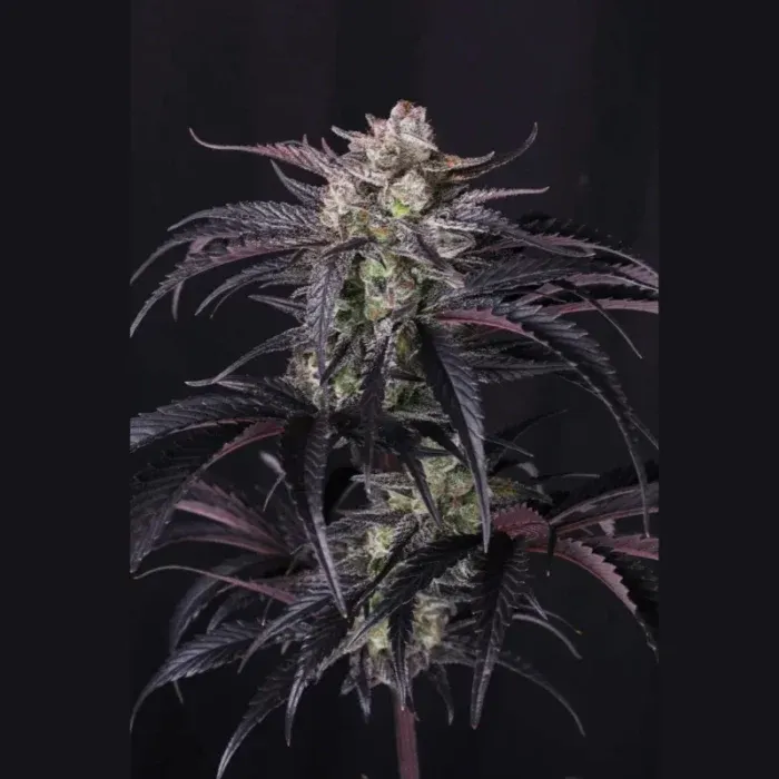 Strawberry Gorilla RF3 Auto Feminised Seeds