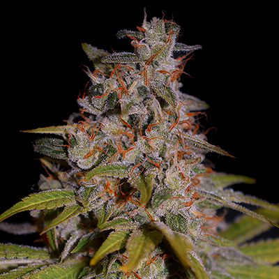 Honey Papaya Feminised Seeds