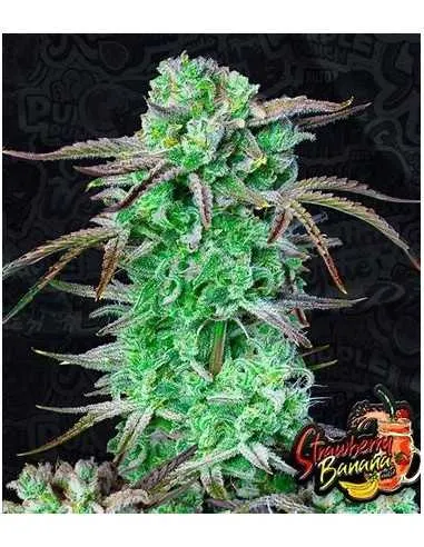 Strawberry Gorilla Auto Feminised Seeds