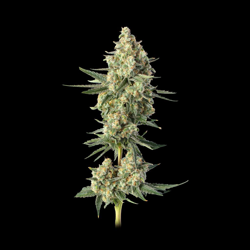 Downtown Haze Feminised Seeds
