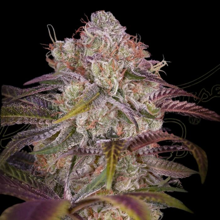Gran Jefa Feminised Seeds