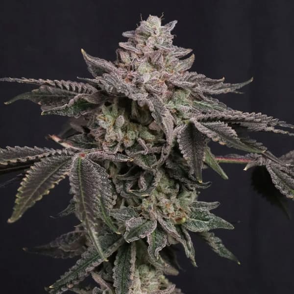 Z42 Ltd Edition Feminised Seeds