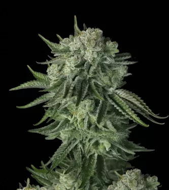 Original Moby Dick Auto Feminised Seeds