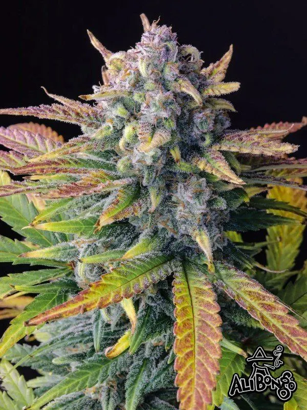 Tropicana Cookies Fast Feminised Seeds
